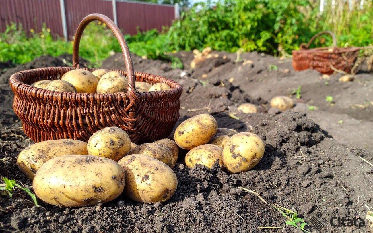 Клубни картошки вырастут размером с кулак: дачник рассказал о правилах подкормки овоща