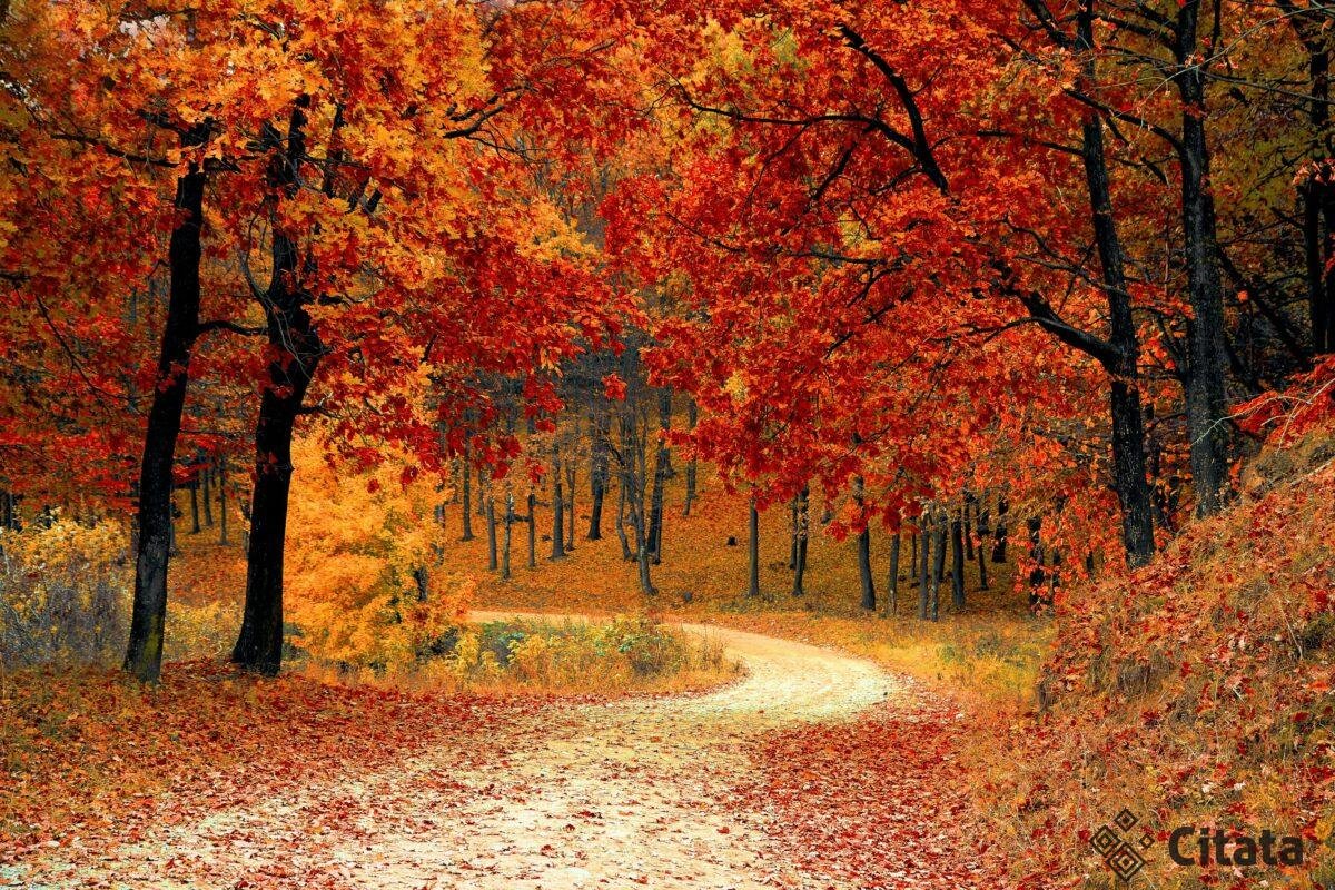 rudens