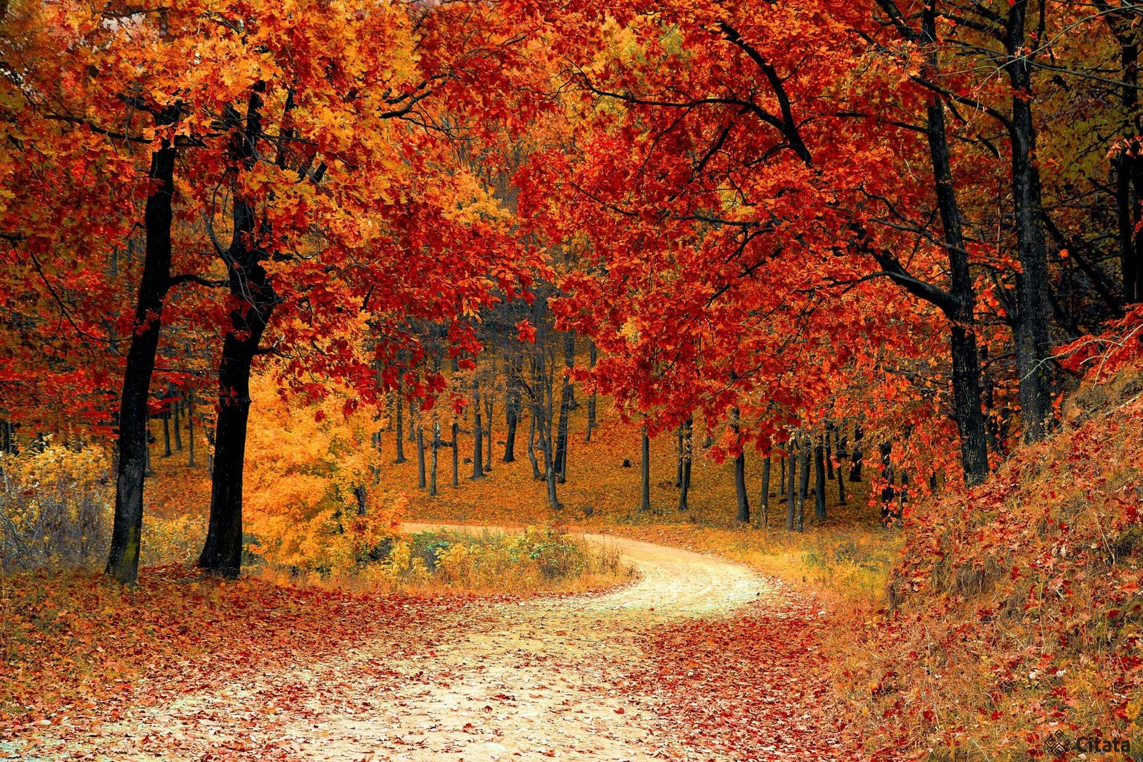 rudens