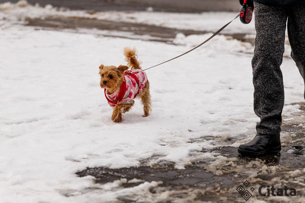Žiemiški vaizdai sostinėje (Greta Skaraitienė/ BNS nuotr.)