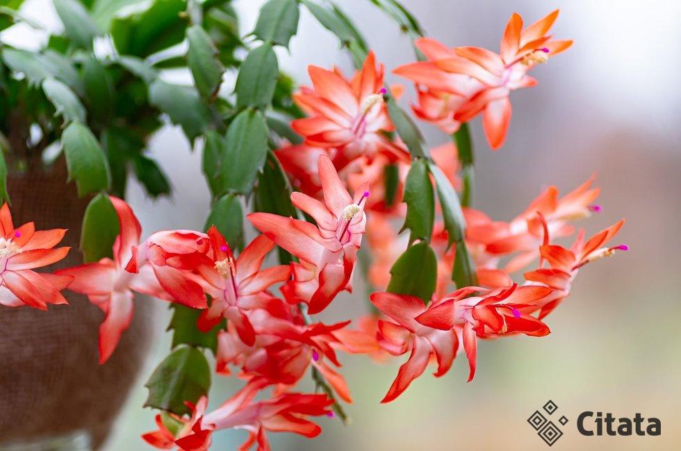 Kalėdinis kaktusas (nuotr. 123rf.com)